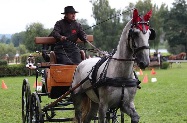 14051784_565768656957688_4739114807234658029_n