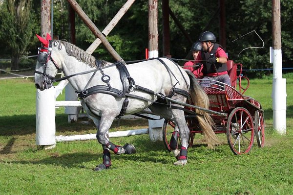 14068089_565768500291037_8089967032425810752_n