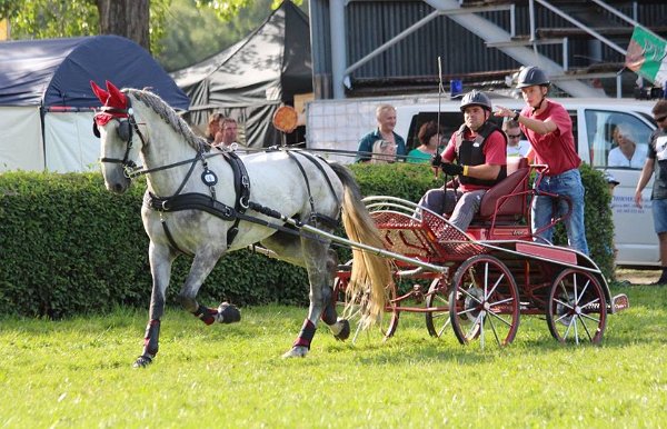 14095966_565768416957712_5852262988073303836_n