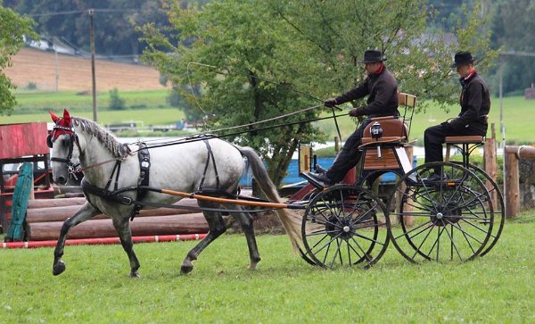 14117845_565768670291020_7562631342041752190_n