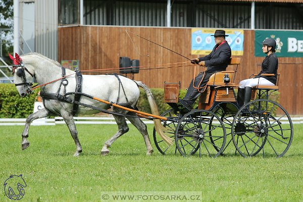 2582017-finale-zlata-podkova-drezury-21642