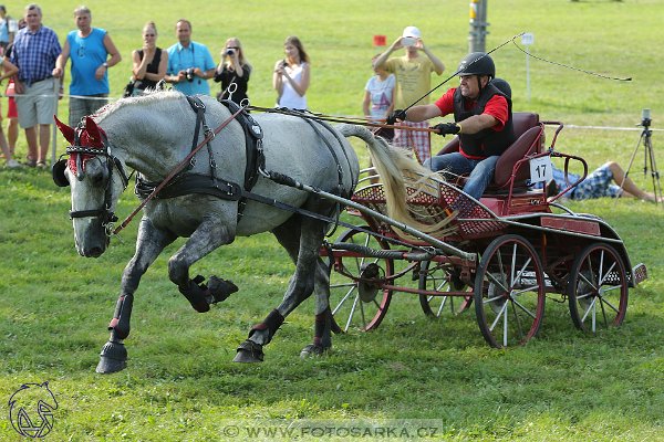 2682017-finale-zlata-podkova-maraton-21728