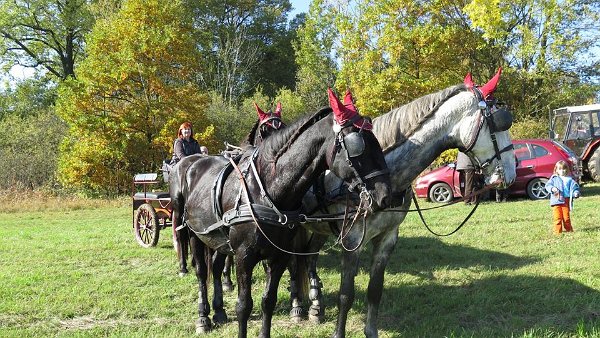 11260704_462218627312692_3006517960221309597_n