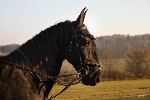 11219402_463467883854433_8475991788637681527_n