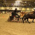 jezdecky-festival-lysa-nad-labem-20-3-2016
