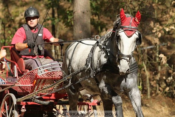 12039328_455970947937460_7190834967051314965_n