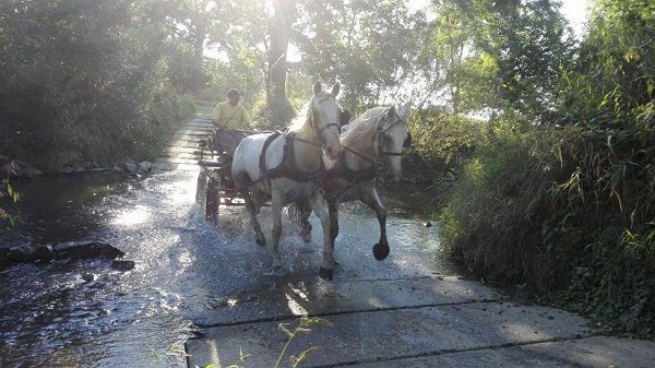 14446112_578120585722495_8543951873158866111_n