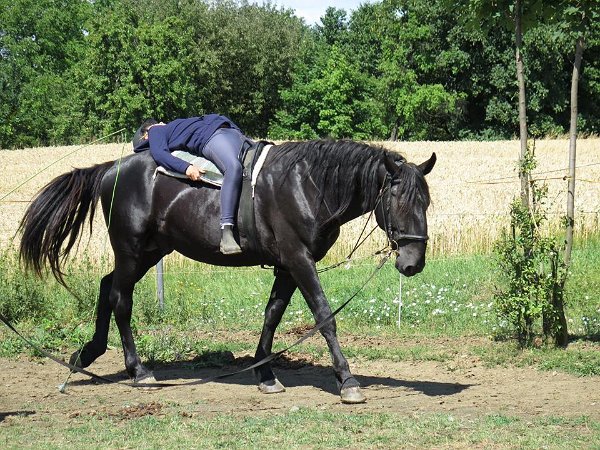 11933481_445909695610252_8626940361912632043_n