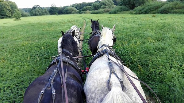 19732076_711758472358705_8455872902587880033_n