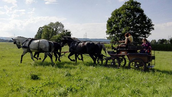 19756402_711758489025370_8665333336296420644_n