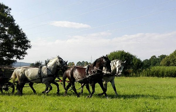 19905051_711758435692042_6957216711430075832_n