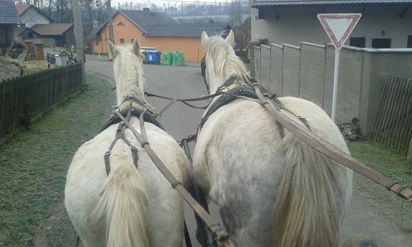 26176516_1618998334828646_582127921_n