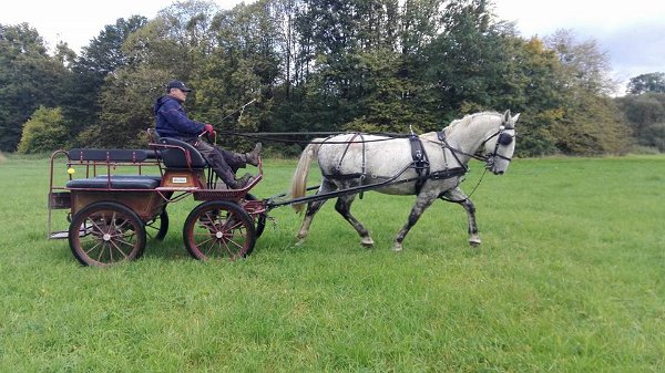 22365580_749160311951854_5558269789394348408_n