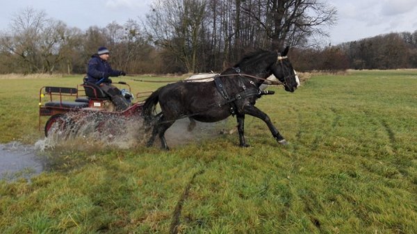 26175546_1618995388162274_1749758054_n