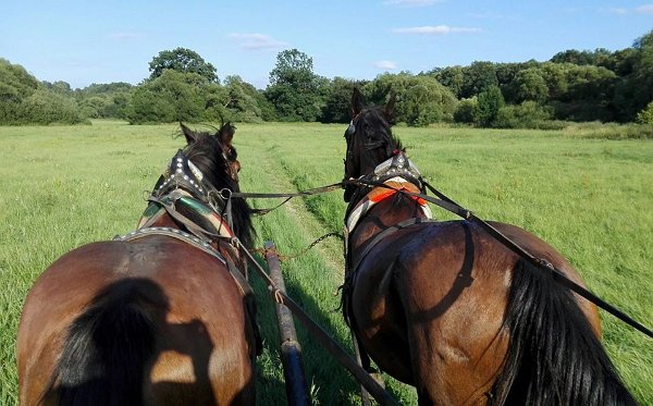 19959432_714034438797775_6528607798264255148_n