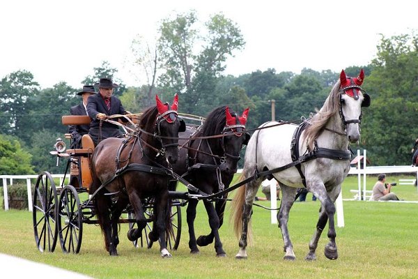 13512133_545667215634499_2612641265627186266_n