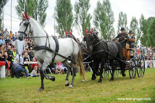 13528920_545667202301167_7512615206136978255_n