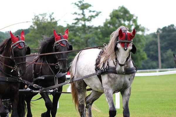 13533261_545667238967830_2708675751707843951_n