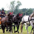 velky-jezdecky-den-kladruby-nad-labem-26-6-2016