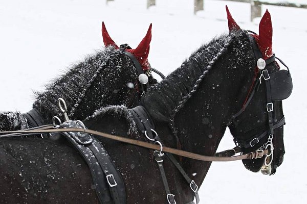 12495016_485961434938411_4977845812196973156_n