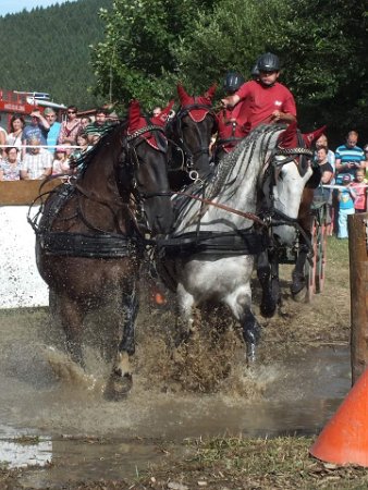 11220118_445897735611448_4678827620633329267_n