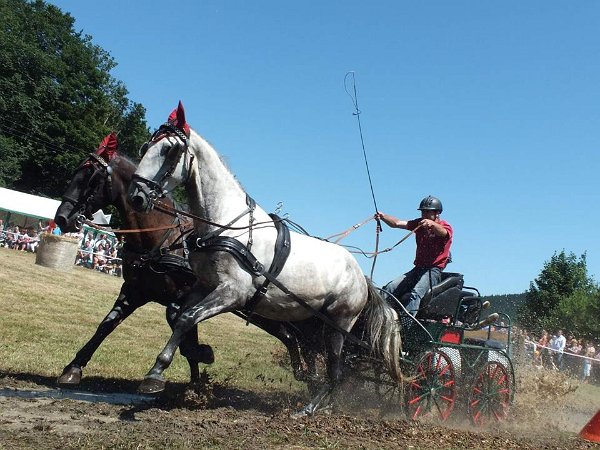 11954610_445897858944769_4739324562277991274_n