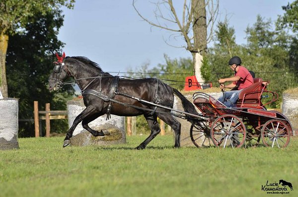 20663719_726507127550506_7938512269402237692_n