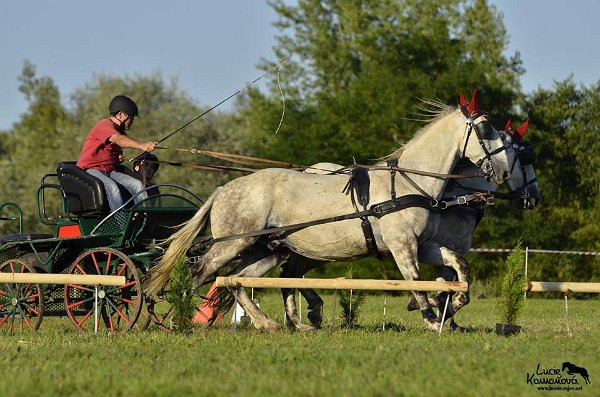 20663902_726507224217163_5671099999009170043_n