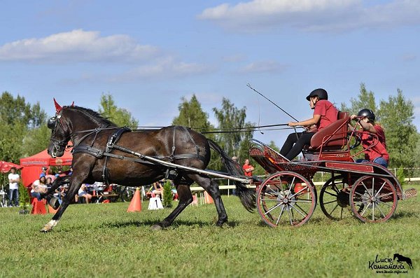 20729445_726507130883839_3831057810544145643_n