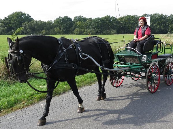 12066068_457119631155925_8346022176368234023_n