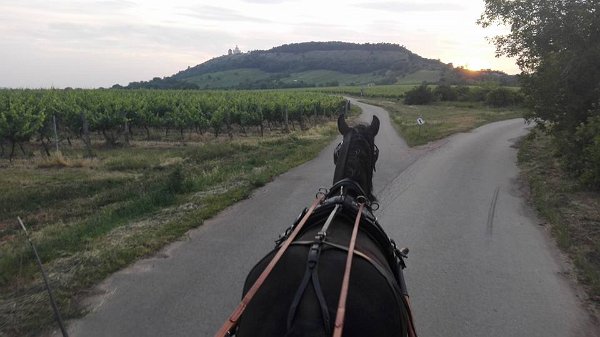 19429900_703818486486037_6139575597215346746_n