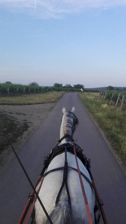 19430181_703818556486030_3665714026922273232_n