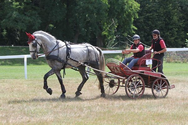 13627228_549743098560244_8256014029883303267_n