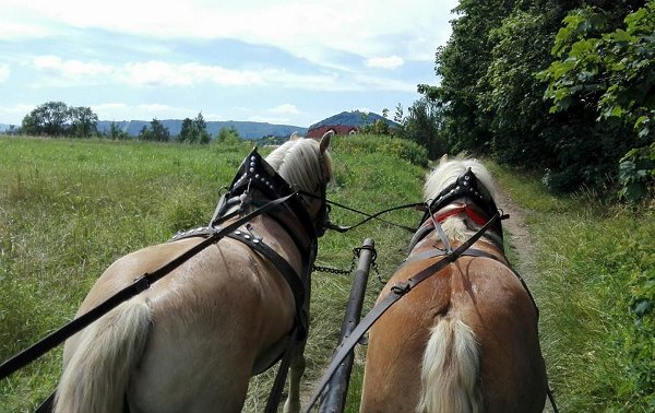 20031702_715694738631745_2119007072055894178_n