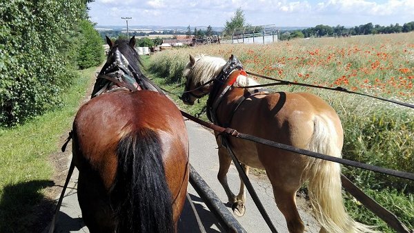 20046538_713597082174844_5288413465676457692_n