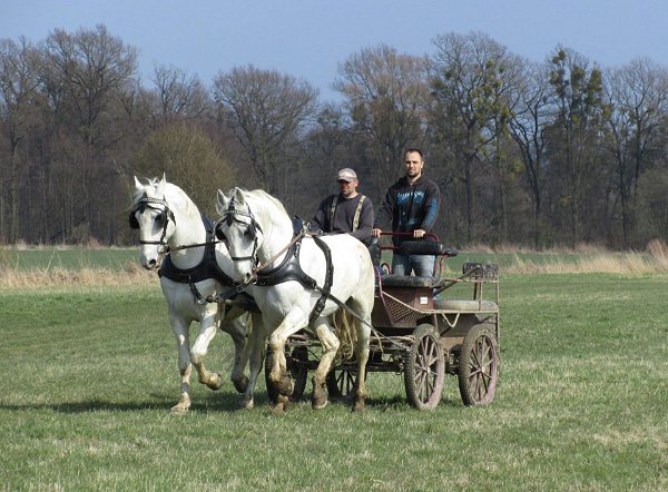 11903802_445892282278660_6812208930959562350_n