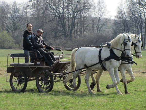 11947474_445892292278659_5679761169246028841_n