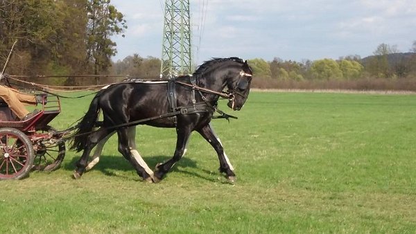 18194786_680196125514940_5063930149882543528_n