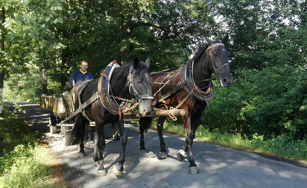 20882673_730791873788698_496284555555837529_n