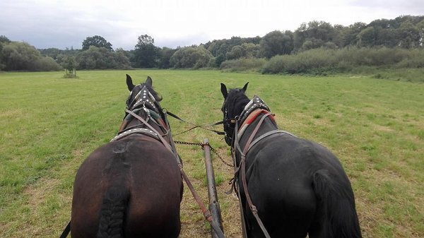 21462434_737453076455911_8274630702453708602_n