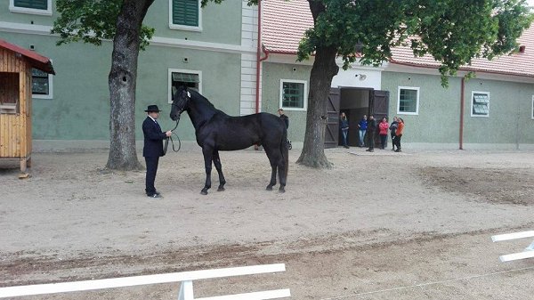 13087914_530059037195317_2994291292708168849_n