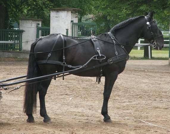 13220813_530791507122070_6397850718670779696_n