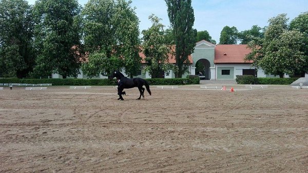 13226720_530059720528582_7112157119786874445_n