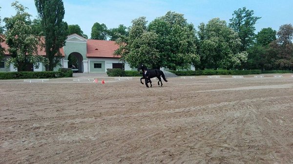 13237607_530060267195194_7495288844672962272_n