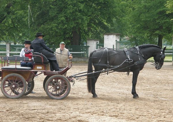 13254574_530791557122065_1854972905998254022_n