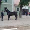 vykonnostni-zkousky-hrebcu-kladruby-nad-labem-18-19-5-2016-vitez-zkousek-sacramoso-caroma-xvi