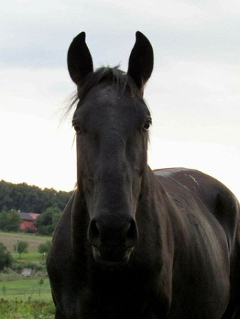 22519244_753079664893252_7089774082360780259_n