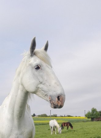 IMG_20170522_090852-2