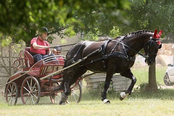 11036309_445895945611627_8464744538750895660_n