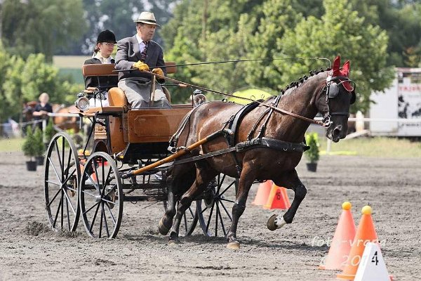 11202809_445895982278290_9210983056697653479_n